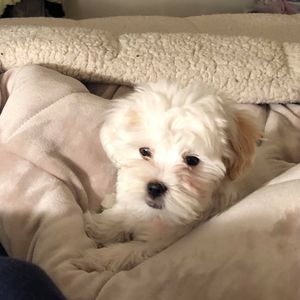 Meet your Posher, Peggy